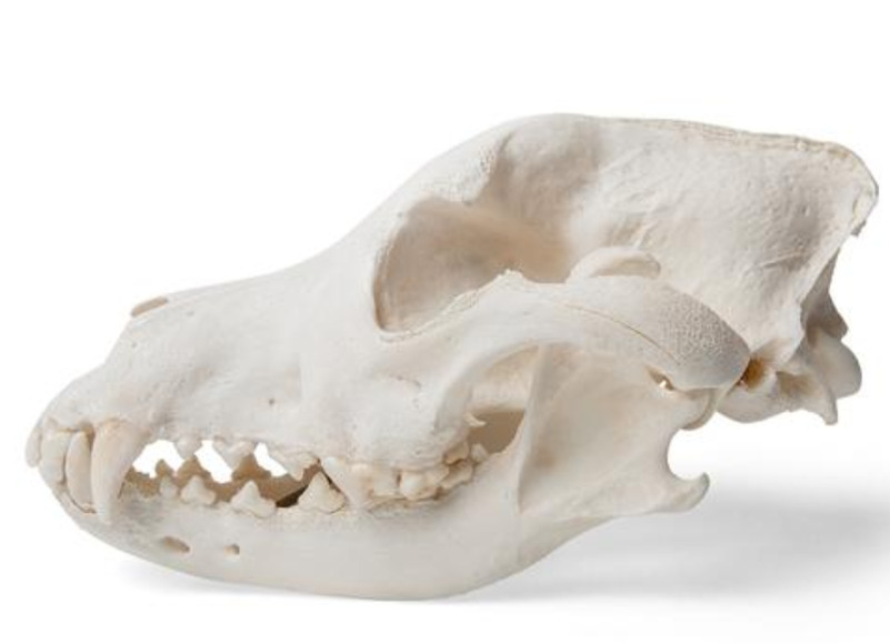 Препарат «Череп собаки (Canis lupus familiaris)», размер L / 1020995 / T30021L