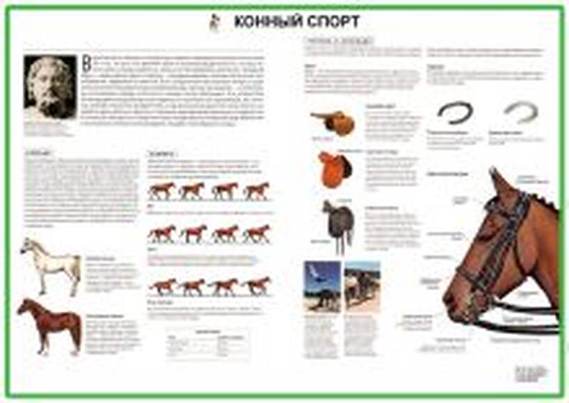 Комплект плакатов «Конный спорт» 10 плакатов. Размер 59*84см. Ламинированные