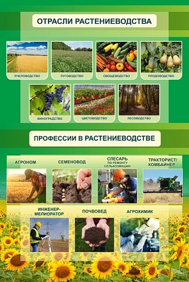 Стенд "Отрасли растениеводства", 80х120 см