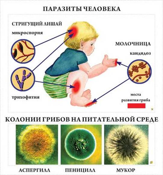 Грибы  (10 шт), комплект кодотранспарантов (фолий, прозрачных пленок)