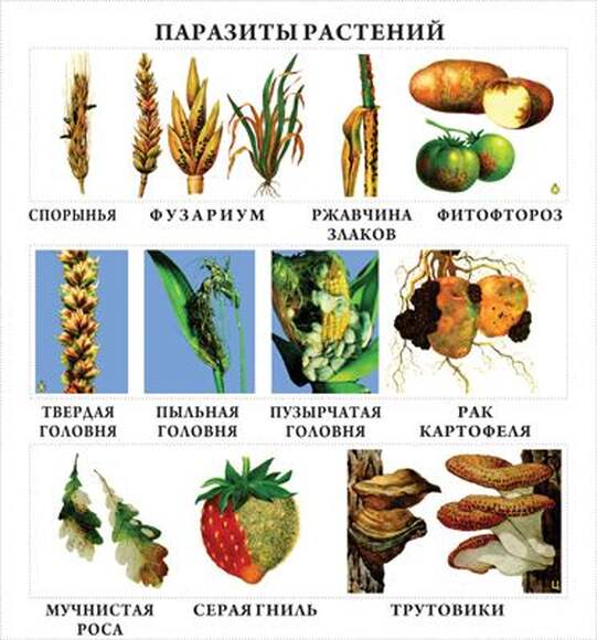 Грибы  (10 шт), комплект кодотранспарантов (фолий, прозрачных пленок)