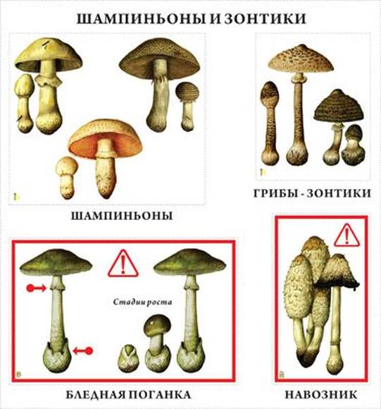 Грибы  (10 шт), комплект кодотранспарантов (фолий, прозрачных пленок)