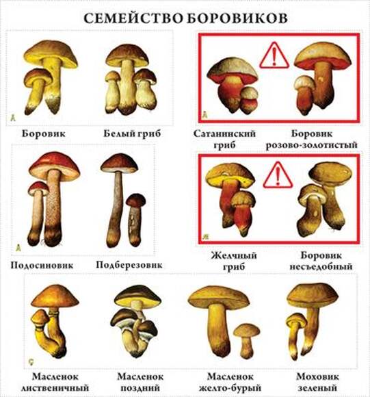 Грибы  (10 шт), комплект кодотранспарантов (фолий, прозрачных пленок)