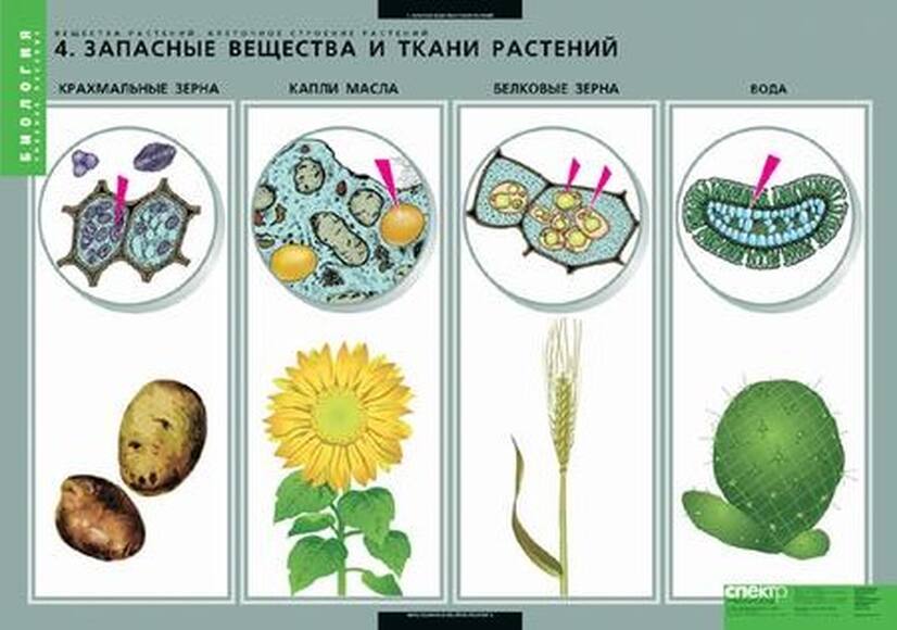 Комплект таблиц. Вещества растений. Клеточное строение (12 таблиц)