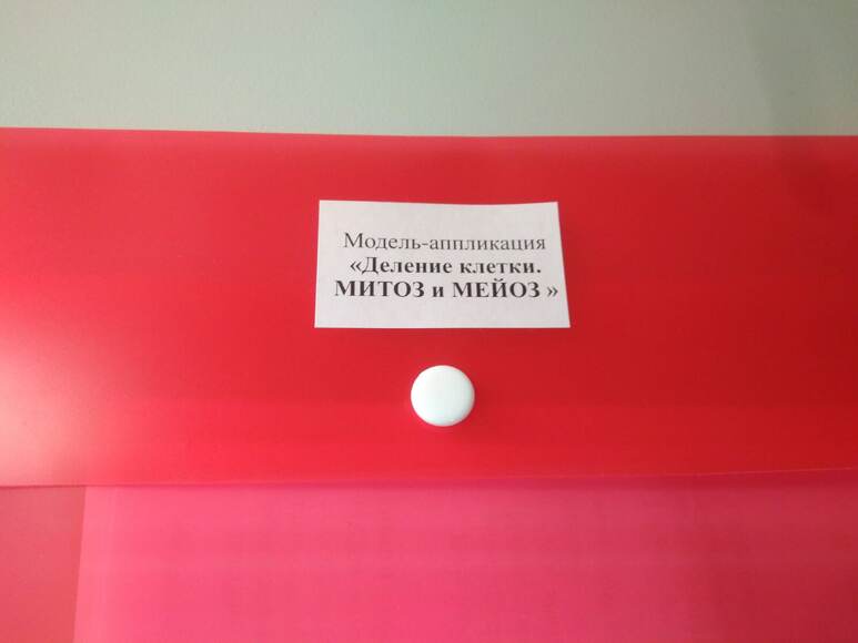 Модель-аппликация "Деление клетки. Митоз и мейоз"