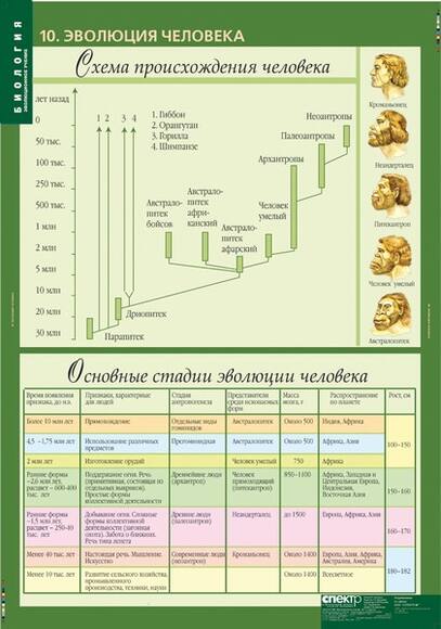 Комплект таблиц. Биология 10-11 классы. Эволюционное учение (10 таблиц)