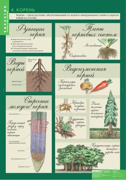 Комплект таблиц. Биология 6 класс. Растения, грибы, лишайники (14 таблиц)