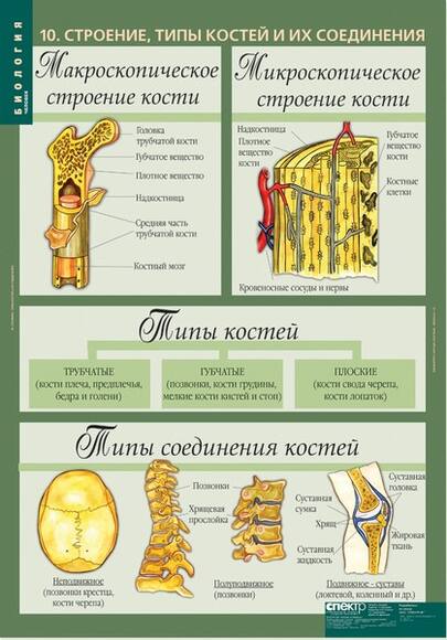Комплект таблиц. Биология 8-9 классы. Человек (12 таблиц)