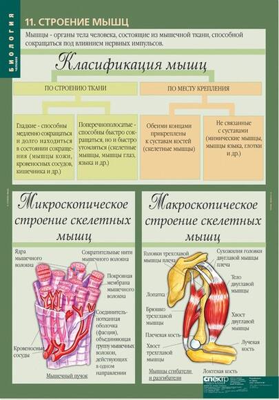 Комплект таблиц. Биология 8-9 классы. Человек (12 таблиц)