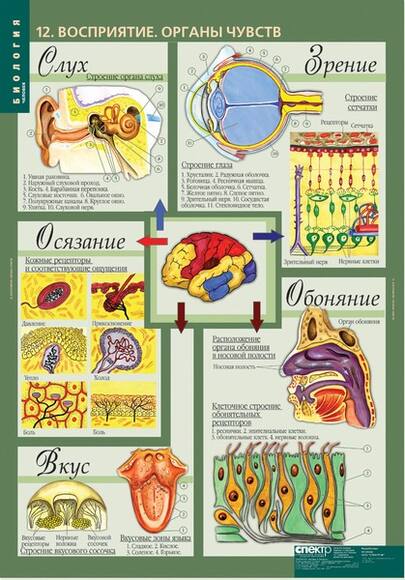 Комплект таблиц. Биология 8-9 классы. Человек (12 таблиц)