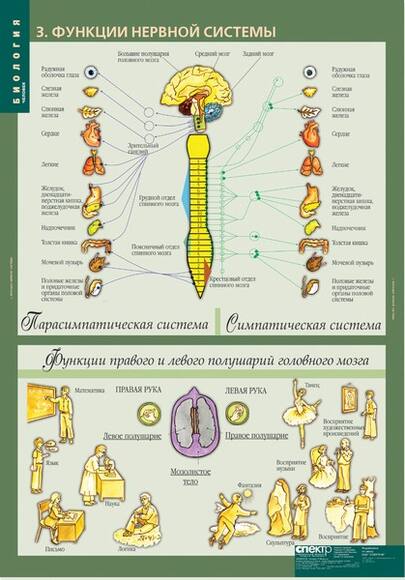Комплект таблиц. Биология 8-9 классы. Человек (12 таблиц)