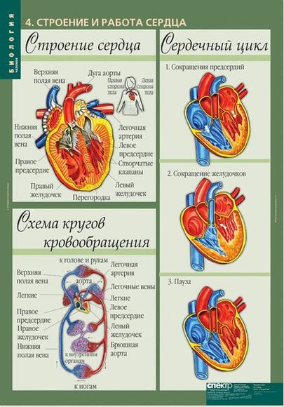 Комплект таблиц. Биология 8-9 классы. Человек (12 таблиц)