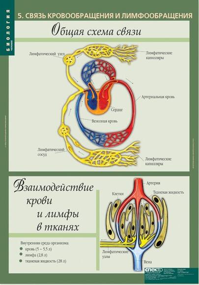 Комплект таблиц. Биология 8-9 классы. Человек (12 таблиц)