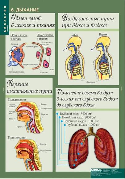 Комплект таблиц. Биология 8-9 классы. Человек (12 таблиц)