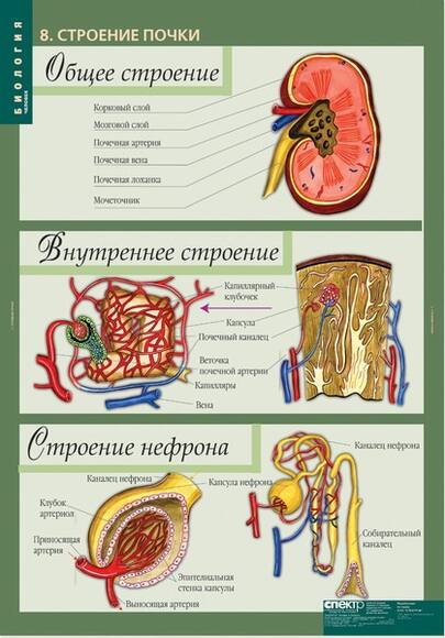 Комплект таблиц. Биология 8-9 классы. Человек (12 таблиц)