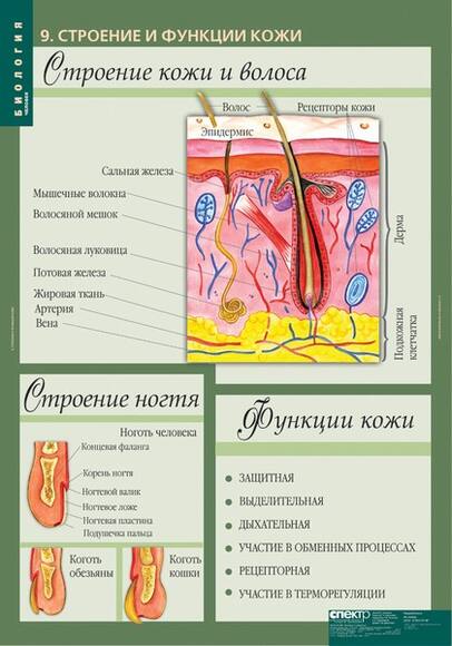 Комплект таблиц. Биология 8-9 классы. Человек (12 таблиц)