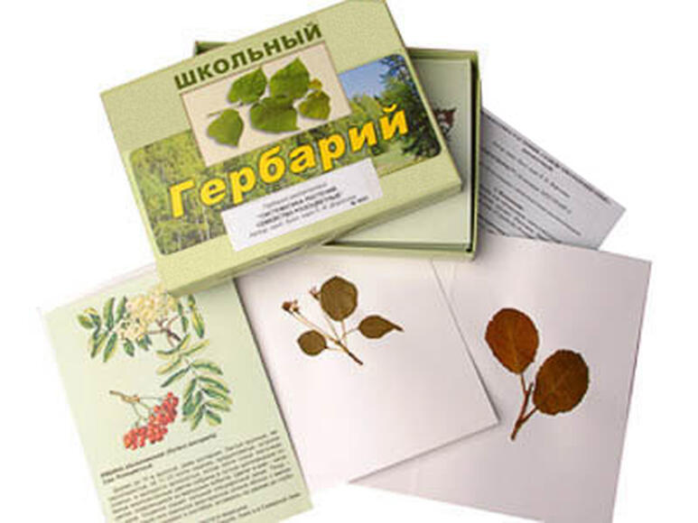 Гербарий "Систематика растений. Семейство Розоцветные" (Раздаточный, А4)