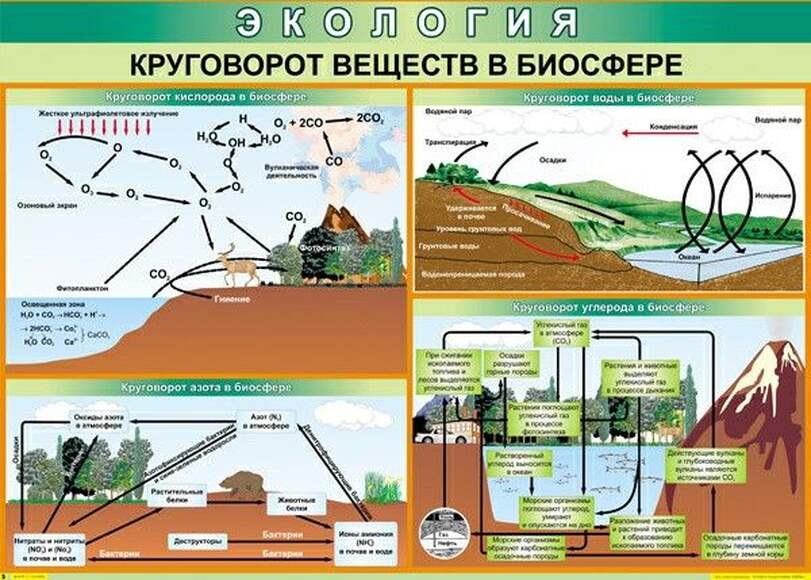 Таблица Круговорот веществ в биосфере (винил)