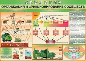 Таблица Организация и функционирование сообществ (винил)