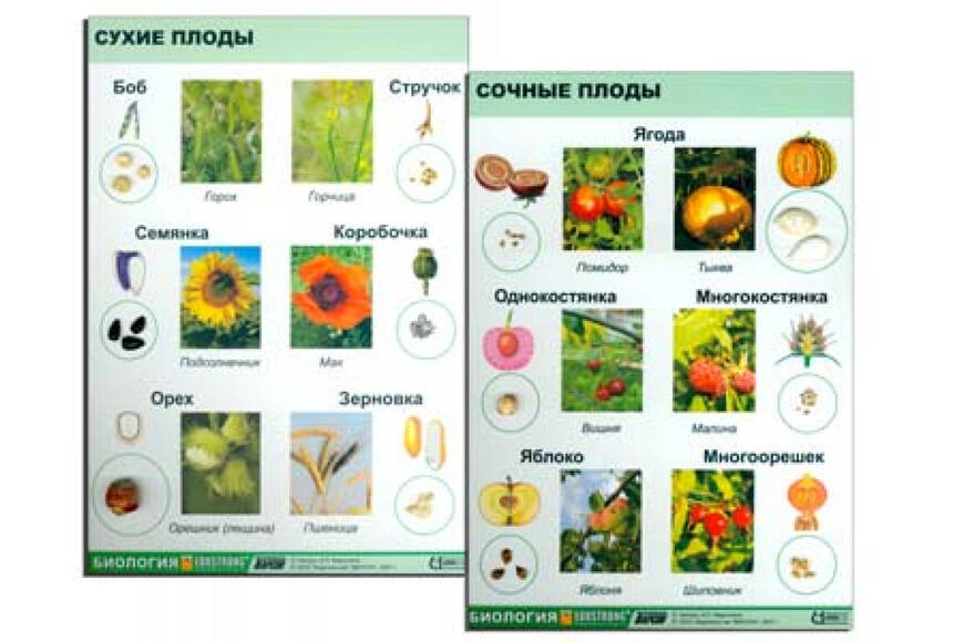 Коллекция «Семена и плоды» с раздаточным материалом
