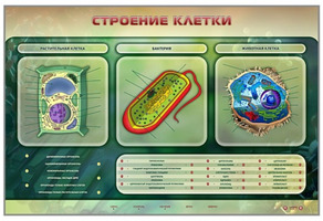 Электрифицированный стенд "Строение клетки с маркерными полями"