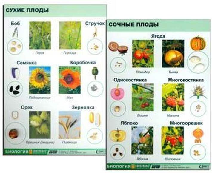 Коллекция Семена и плоды