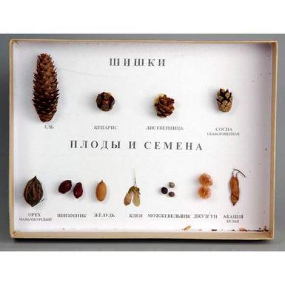 Коллекция - Шишки, плоды, семена деревьев и кустарников
