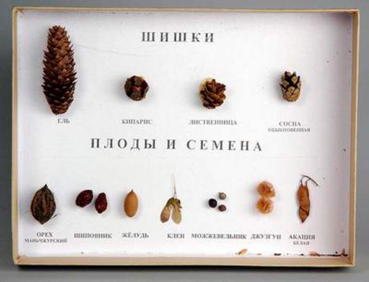 Коллекция - Шишки, плоды, семена деревьев и кустарников