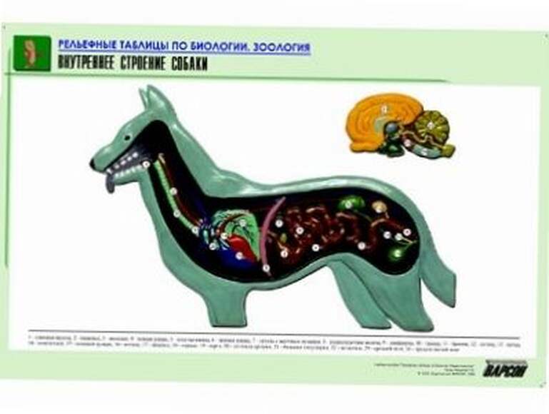 Рельефная таблица "Внутреннее строение собаки" (формат А1, матовое ламинир.)