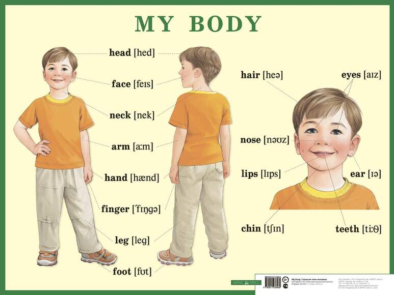 Строение тела человека. My body. Наглядное пособие по английскому языку для начальной школы