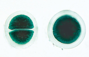 Водоросли (Algae) – слайды с надписями на английском языке / 1003970 / W13041