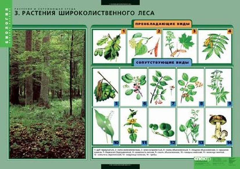 Комплект таблиц. Растения и окружающая среда (7 таблиц)
