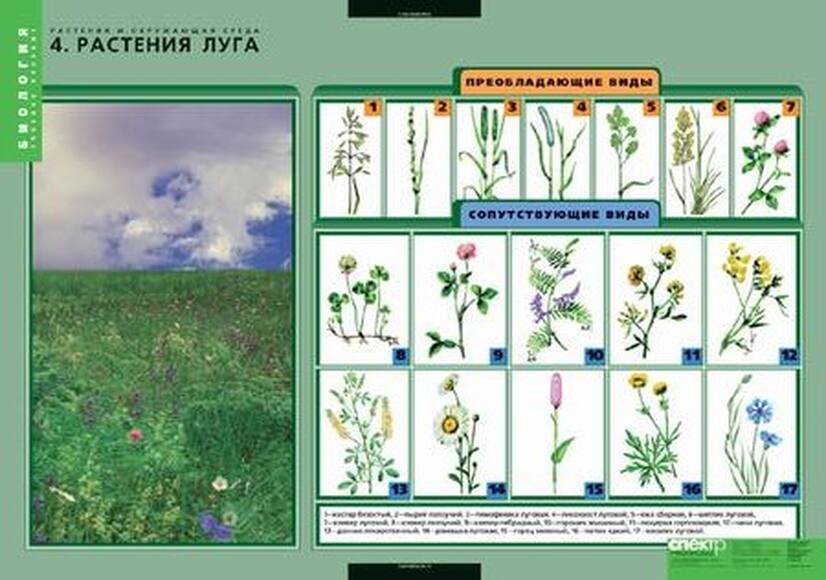 Комплект таблиц. Растения и окружающая среда (7 таблиц)
