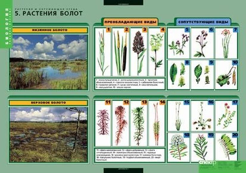 Комплект таблиц. Растения и окружающая среда (7 таблиц)