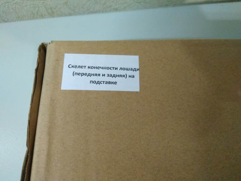 Скелет конечности лошади (передняя и задняя) на подставке