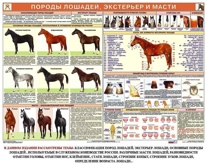 Плакаты "Служебное коневодство" (6 шт.), 84х119 см, А0, двухстороннее ламинирование