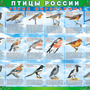 Таблицы ПТИЦЫ РОССИИ из  4 листов в комплекте (винил)