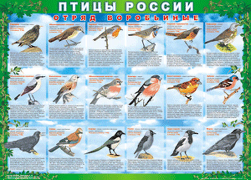 Таблицы ПТИЦЫ РОССИИ из  4 листов в комплекте (винил)