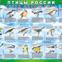 Таблицы ПТИЦЫ РОССИИ из  4 листов в комплекте (винил)
