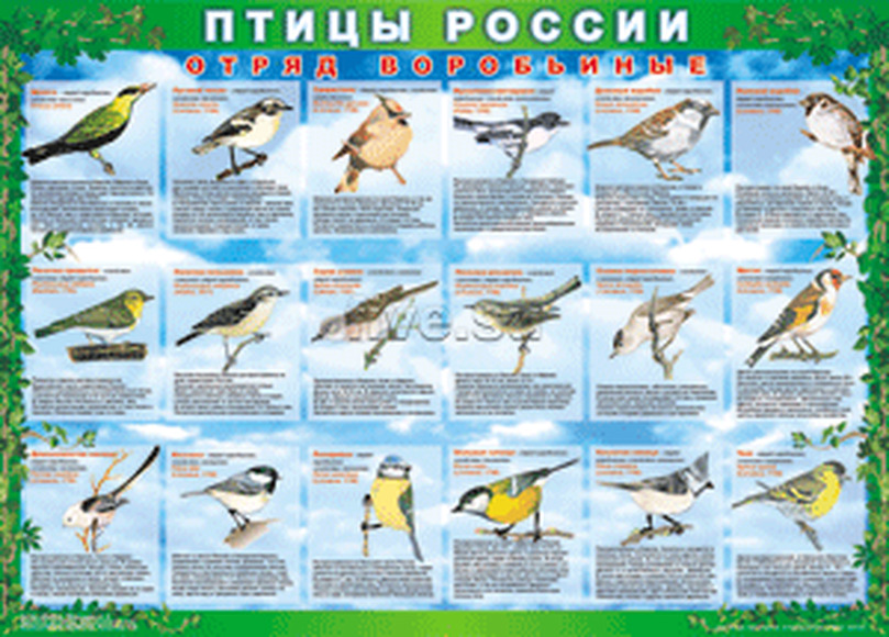 Таблицы ПТИЦЫ РОССИИ из  4 листов в комплекте (винил)