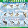 Таблицы ПТИЦЫ РОССИИ из  4 листов в комплекте (винил)