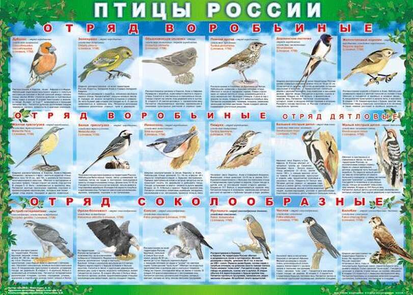 Таблицы ПТИЦЫ РОССИИ из  4 листов в комплекте (винил)