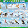 Таблицы ПТИЦЫ РОССИИ из  4 листов в комплекте (винил)