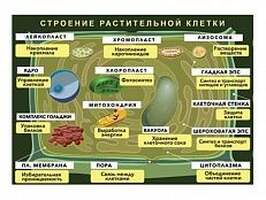 Плакат магнитный "Строение растительной клетки"